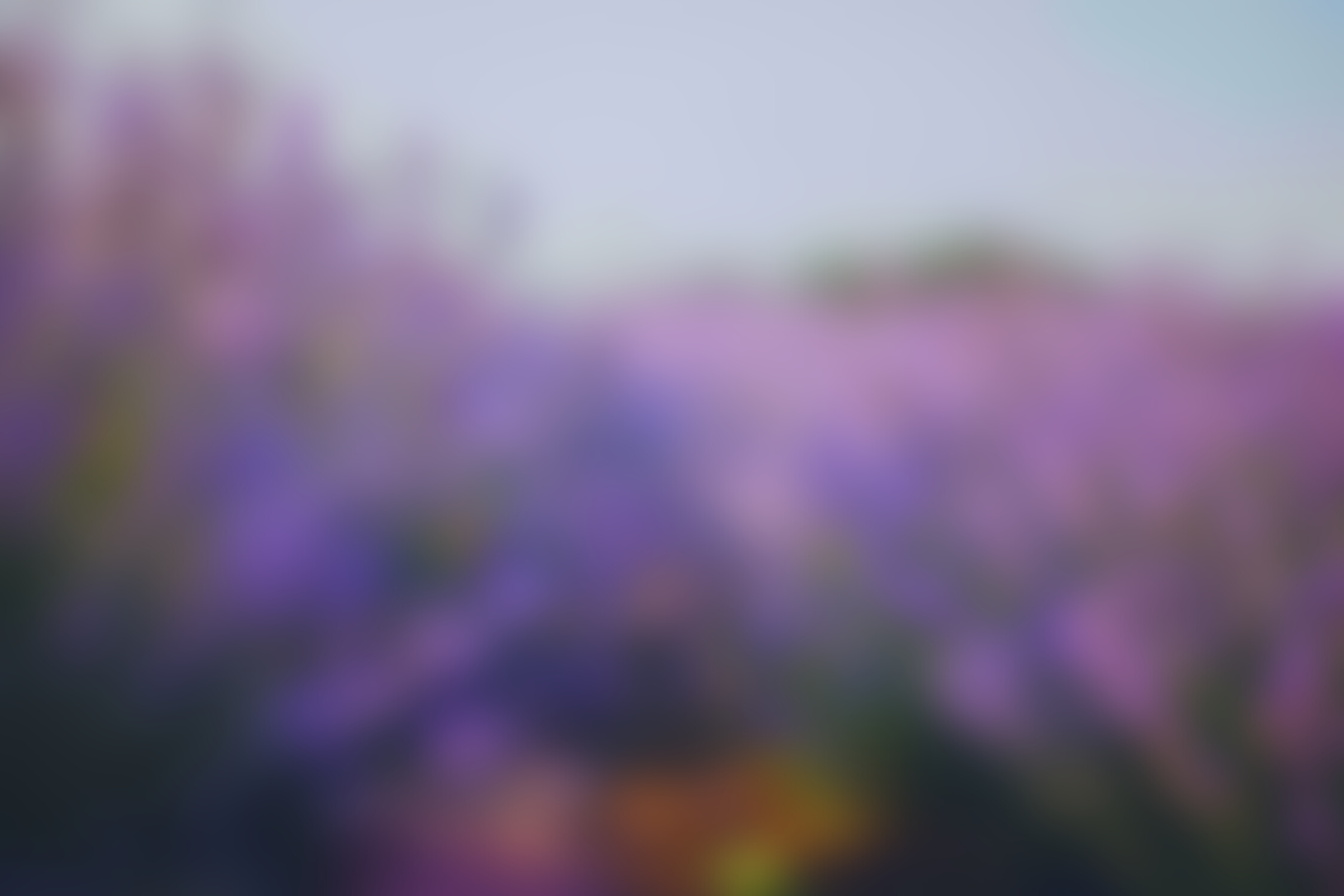 Purple Flower Field